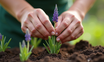 Mains de jardinier plantant de la lavande fraîche dans le sol