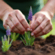 Mains de jardinier plantant de la lavande fraîche dans le sol